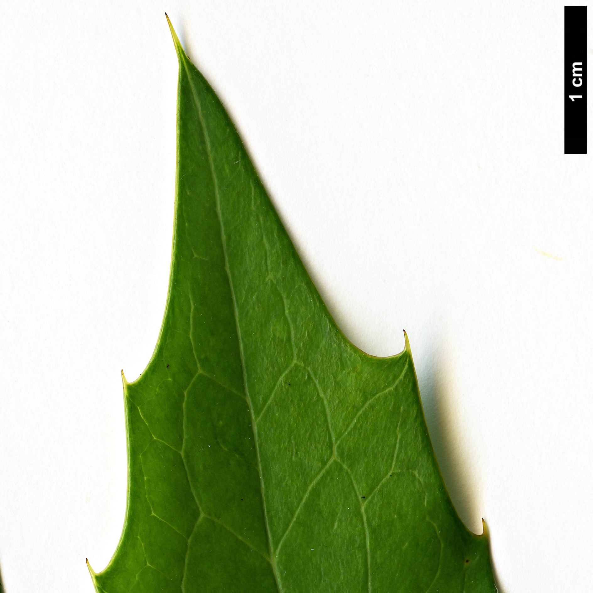 High resolution image: Family: Berberidaceae - Genus: Mahonia - Taxon: ×media - SpeciesSub: 'Home Wood' (M.japonica × M.oiwakensis subsp. lomariifolia)